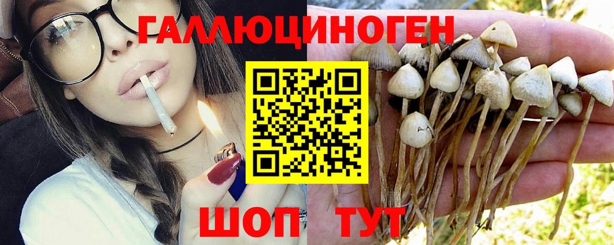 Галлюциногенные грибы Cubensis  Галлюциногенные грибы Psilocybe  Ачинск  купить  сайты  Вход с VPN 